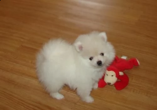 regalo  volpino pomerania mini toy 