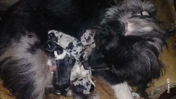 cuccioli collie australian | Foto 1