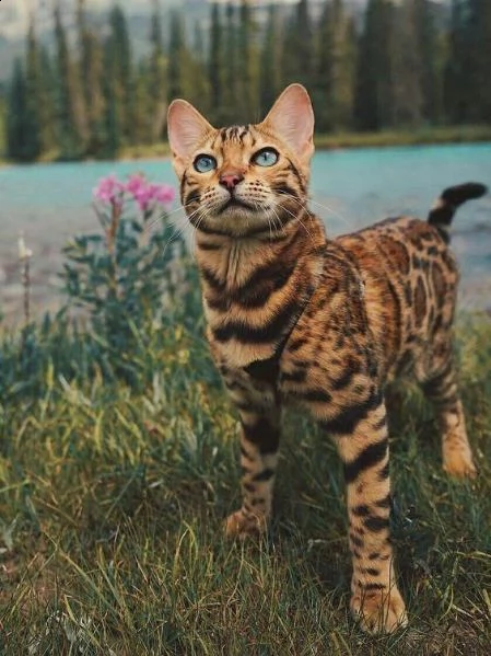 bella gattini bengala | Foto 2
