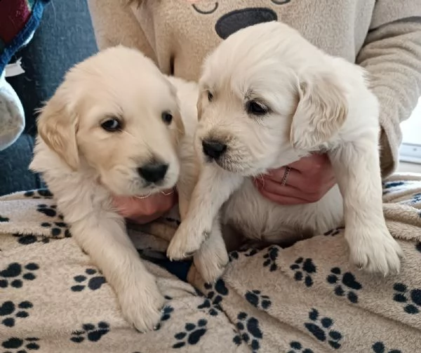 vendo golden retriever  | Foto 1