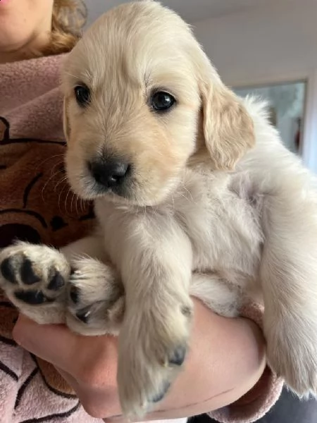 vendo golden retriever  | Foto 0