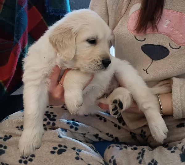 vendo golden retriever 
