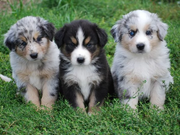 regalo adorabili cuccioli pastore australiano femminucce e maschietti 