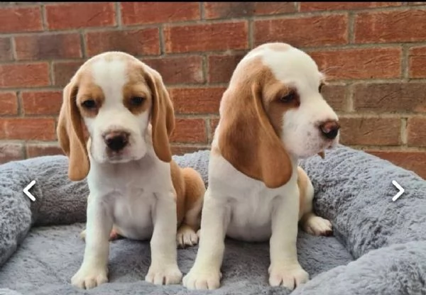  regalo cuccioli dolce e bella beagle