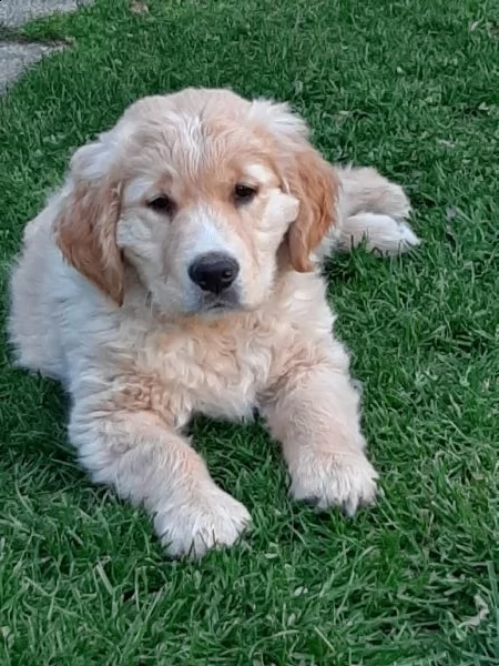 cuccioli golden retriever  | Foto 2