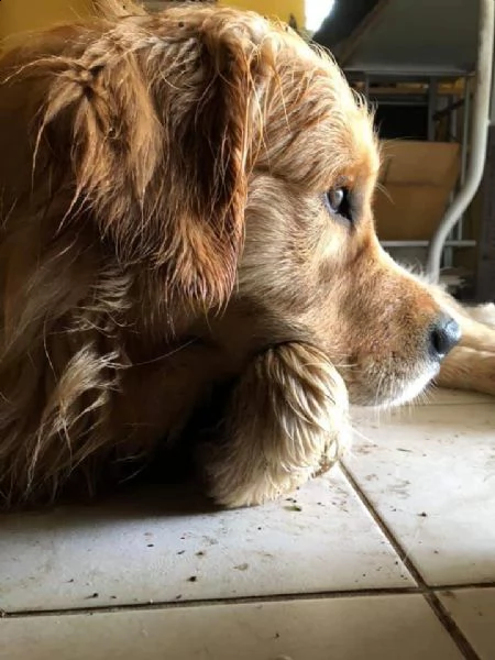 cuccioli golden retriever  | Foto 1