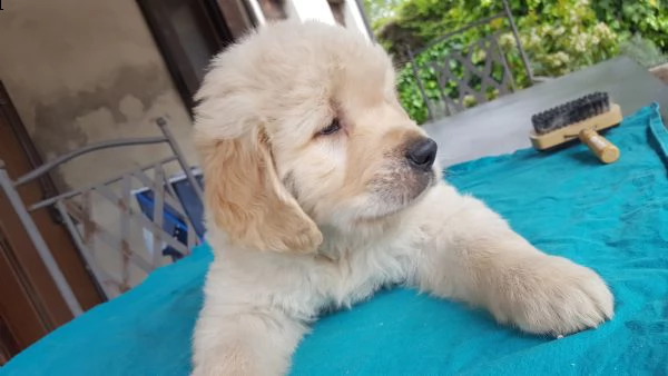 cuccioli golden retriever 