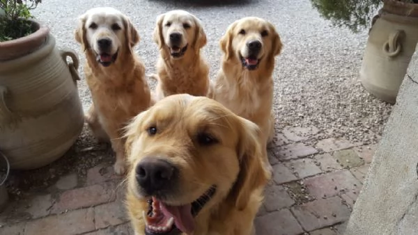cuccioli golden retriever  | Foto 0