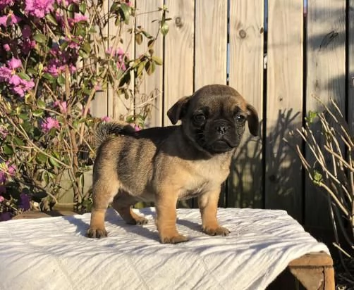 carlini meravigliosi cuccioli disponibili | Foto 0