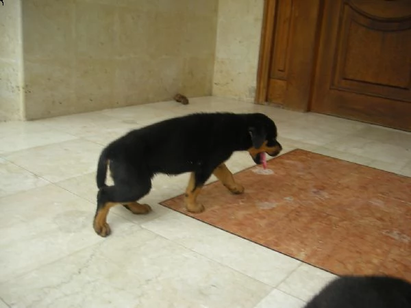 ultimi cuccioli rottweiler | Foto 0