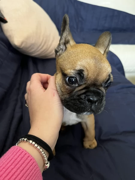vendo cucciolo di bouldogue francese maschio fulvo 2 mesi sverminato con vaccinazione 
