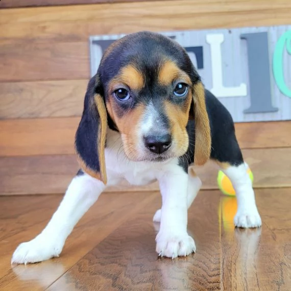 regalo beagle cuccioli