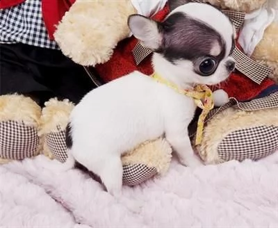 chihuahua maschio per monta