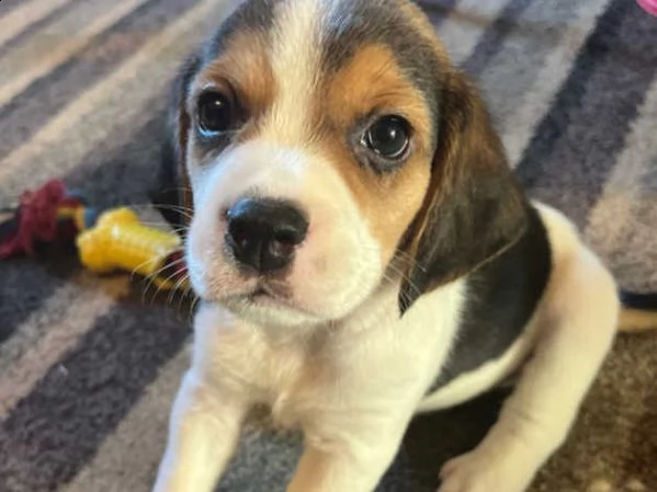 beagle cuccioli | Foto 2