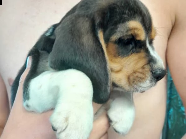 beagle cuccioli | Foto 1