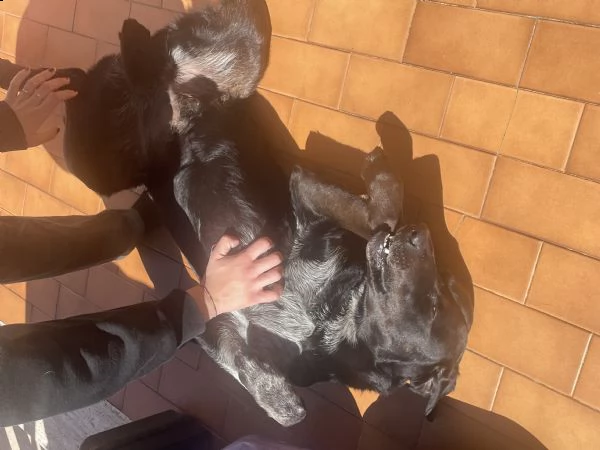 lucky, labrador/setter cerca nuova casa | Foto 3
