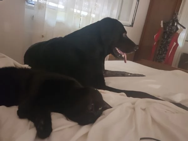 lucky, labrador/setter cerca nuova casa | Foto 2