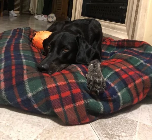 lucky, labrador/setter cerca nuova casa