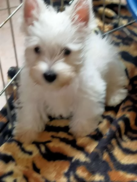 Cuccioli di west highland White terrier 