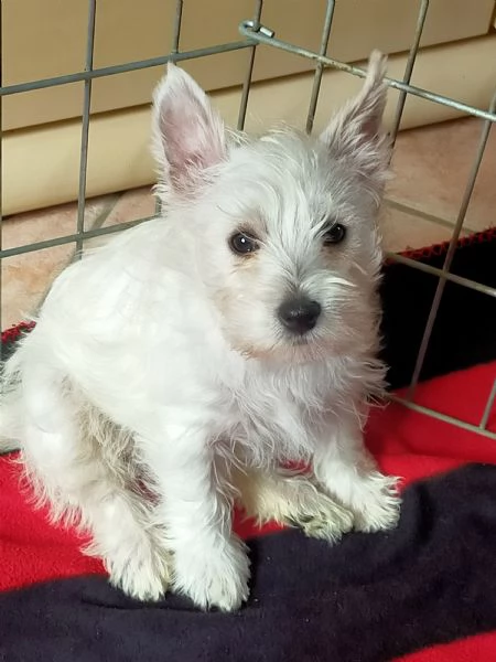 Cuccioli di west highland White terrier  | Foto 2
