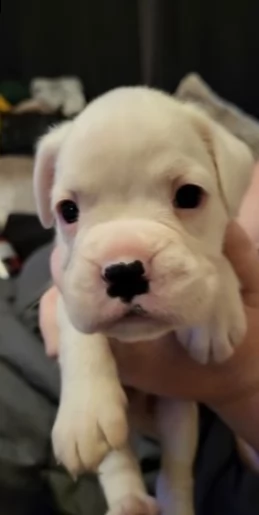 cuccioli di boxer