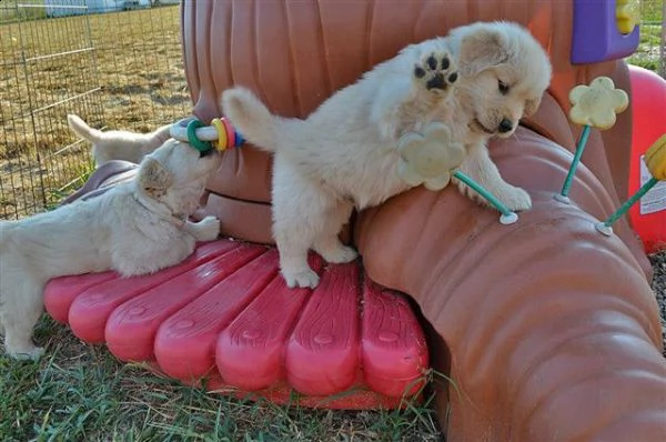 regalo golden retriever cuccioli per ladozione