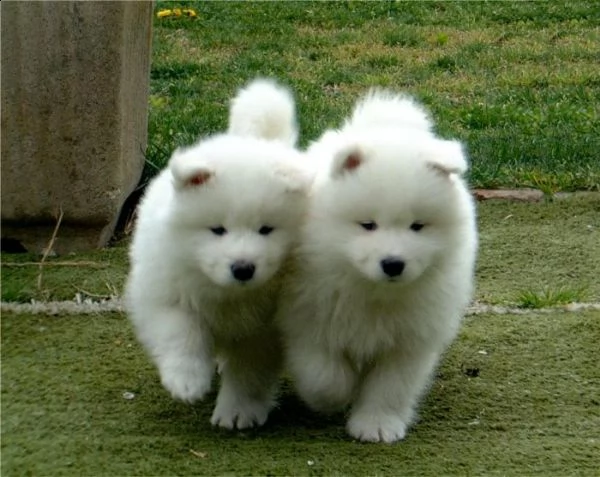 regalo adorabili cuccioli di samoiedo femminucce e maschietti