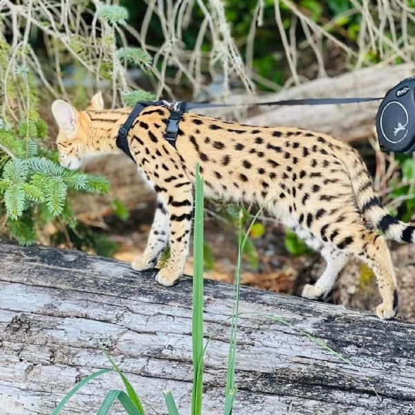 disponibile gattino della savana caracal serval