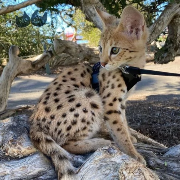disponibile gattino della savana caracal serval | Foto 6