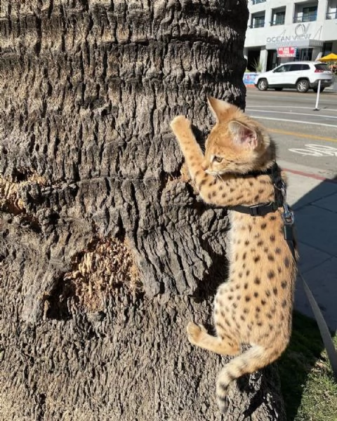 disponibile gattino della savana caracal serval | Foto 5