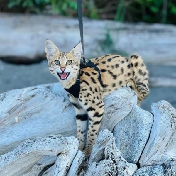 disponibile gattino della savana caracal serval | Foto 3