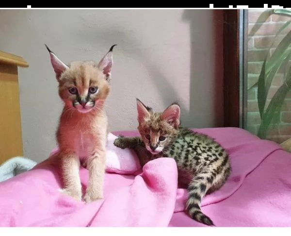 disponibile gattino della savana caracal serval | Foto 2