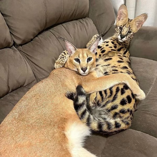 disponibile gattino della savana caracal serval | Foto 1