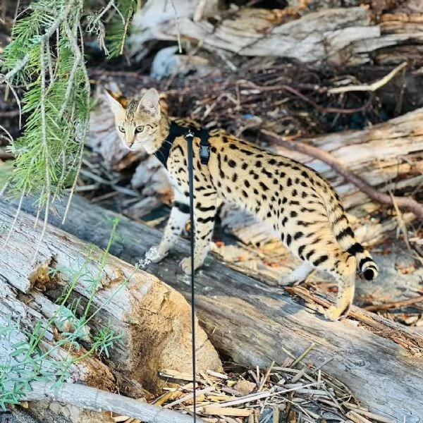 disponibile gattino della savana caracal serval | Foto 0