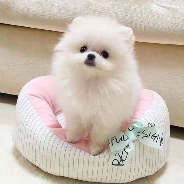 vendo splendidi cuccioli di pomerania | Foto 1