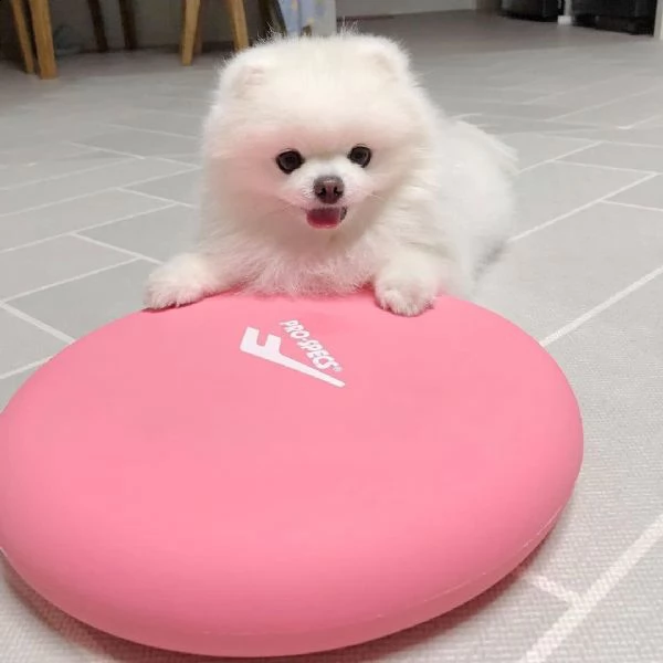 vendo splendidi cuccioli di pomerania | Foto 0