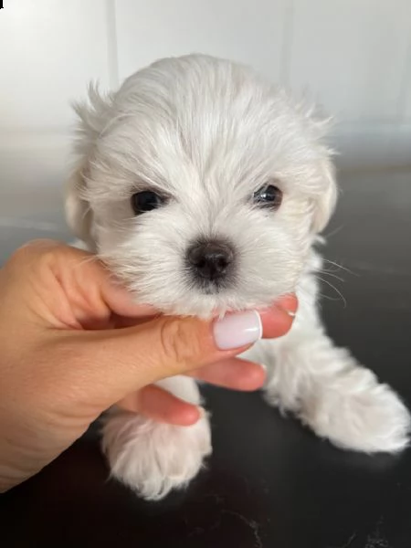 regalo  maltese mini toy