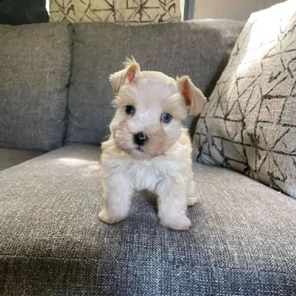 adorabili schnauzer maschi e femmine