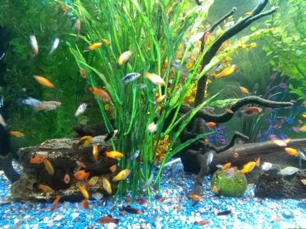 platy mix colori | Foto 1