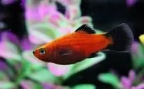 platy mix colori