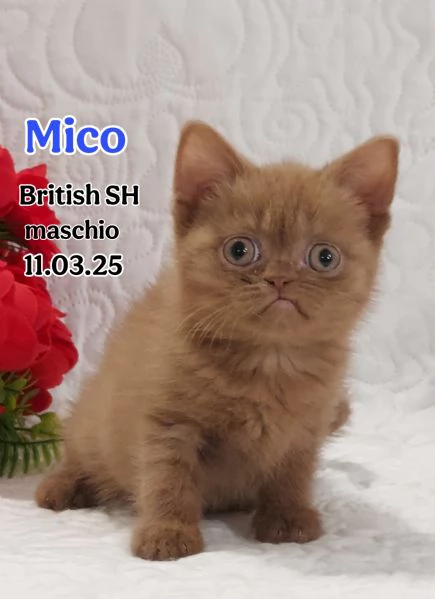 British Shorthair  | Foto 1