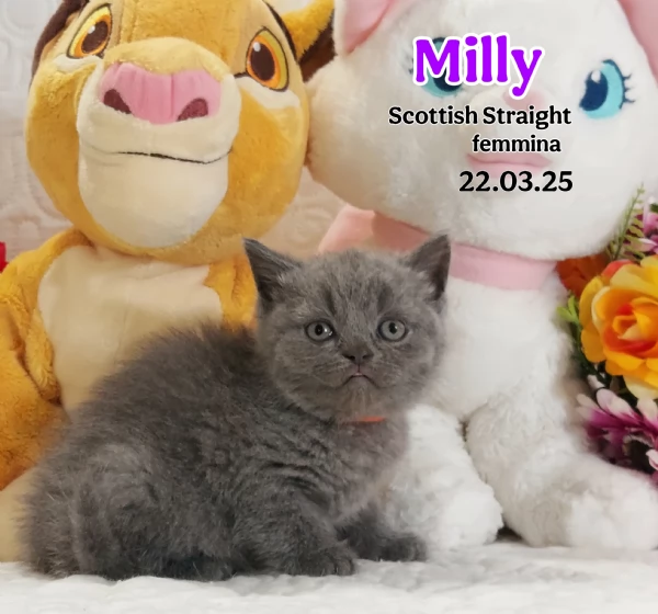 Scottish Fold e Straight  | Foto 3