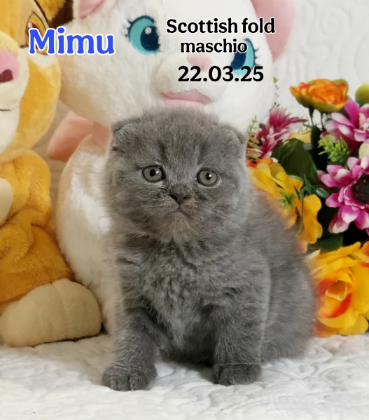 Scottish Fold e Straight  | Foto 2