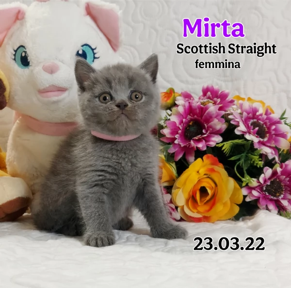 Scottish Fold e Straight  | Foto 1