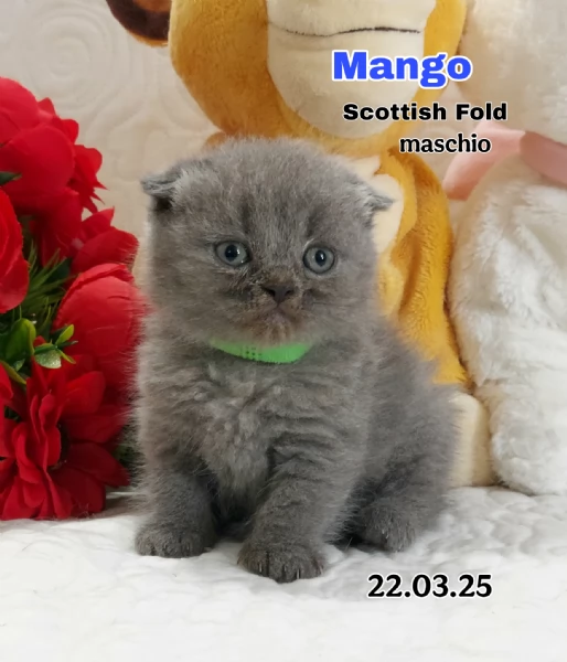 Scottish Fold e Straight  | Foto 0