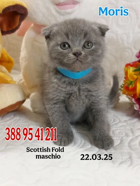 Scottish Fold e Straight 