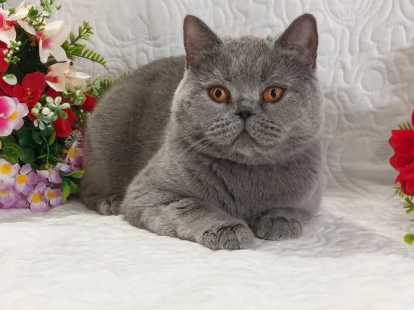British Shorthair femmina 