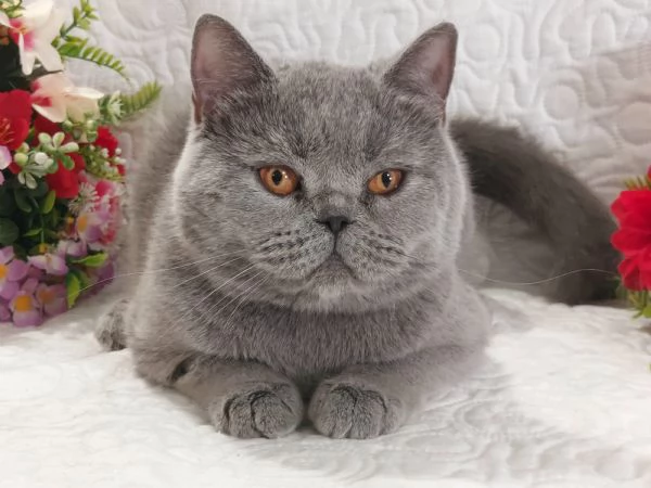 British Shorthair femmina  | Foto 2