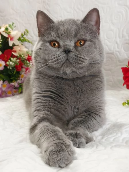 British Shorthair femmina  | Foto 0