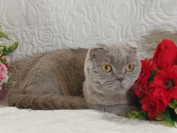 Scottish Fold  | Foto 3